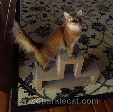 I love sitting on the top level... because I am Top Cat