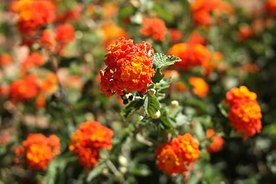 Edit Your Life - Melanie D. Snitker, Author