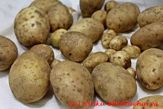 Potato Harvest