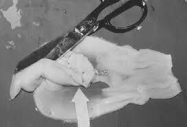 Image result for clam saliva