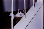 Needles-Stairs-Xmas79