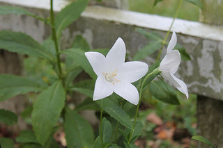 balloonflowers