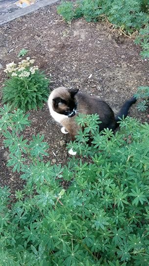 siamese