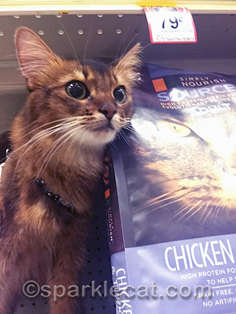 I'm eye level with my human, so I'd better be careful with the iPhone