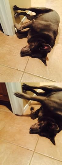 Fat Dog Wall Running