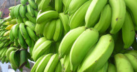 bananas