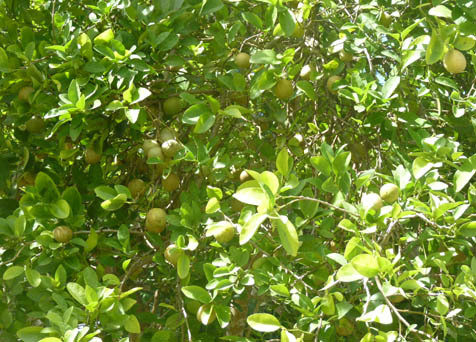 fruit6