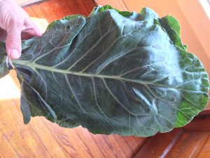collard greens
