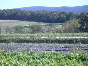 Farm Open House 2010