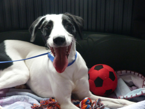 rescue dog