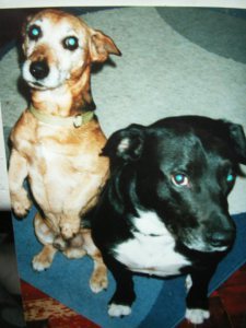 our boys. L-r Jack, Bru