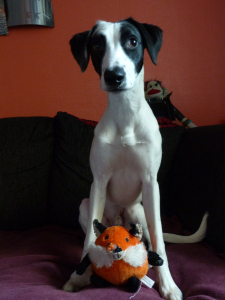 rescue dog