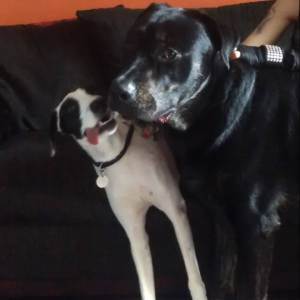 rescue dogs