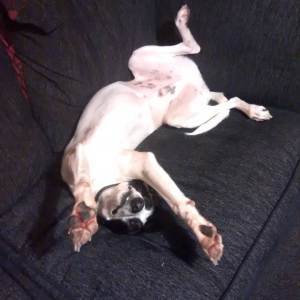 rescue dog