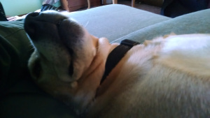 IMG_20150904_100542760[1]