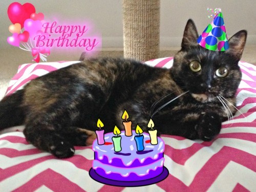 cat-birthday