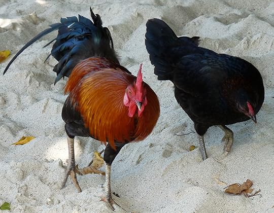 These wandering chickens visited my family around our beach chairs. They seemed to feel as happy and free, as we did. After all, we were in Paradise: the island of St. John, U.S. Virgin Islands. 