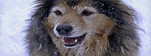Brina snow