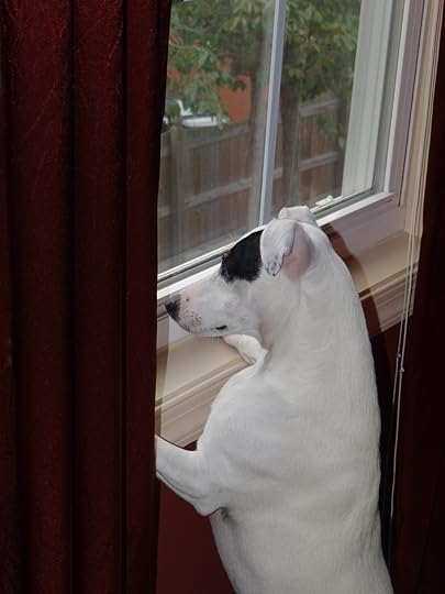 Riley on Squirrel Watch