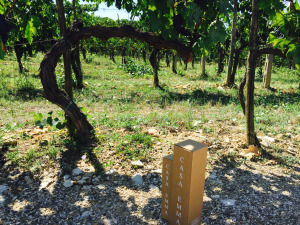 vineyard