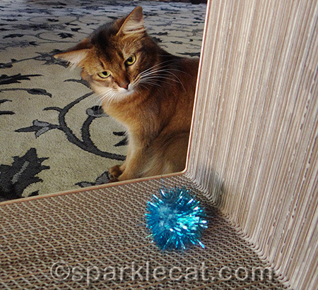 Can you tell I am plotting to kill it?