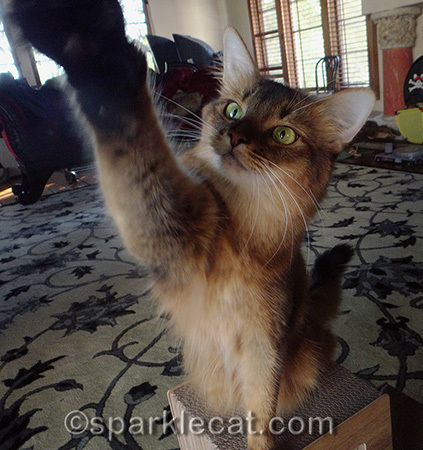 High fiving is my favorite trick!