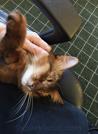 I am a happy kitty every month