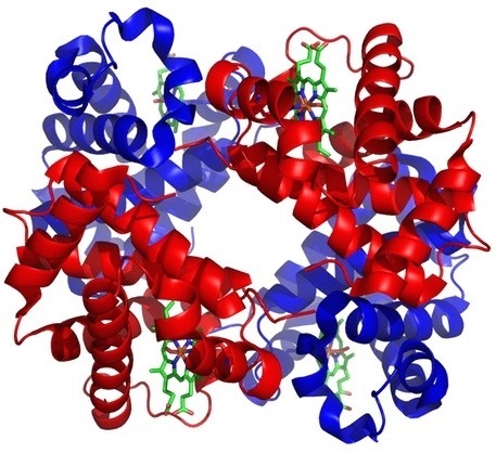 Haemoglobin.jpg
