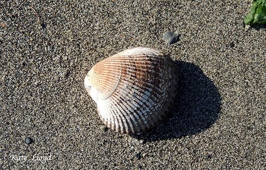 Clam shell on serene sand when tide’s out.