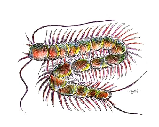 centipede01