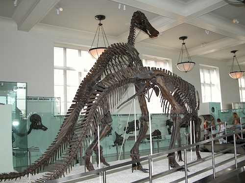 Amnh_fg08.jpg