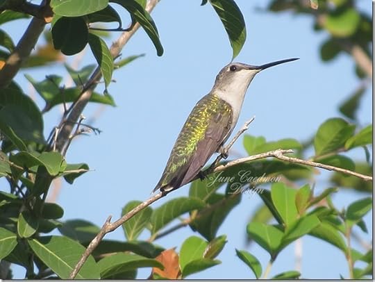 Ruby-throated_Hummingbird_Female