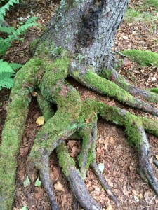 Just mossy tree roots or the strong toes of a lurking giant?