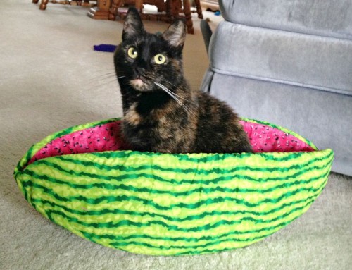 cat-watermelon