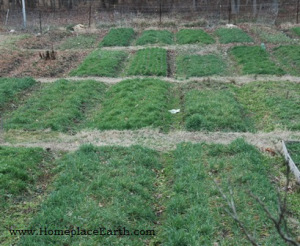 cover crops in late winter