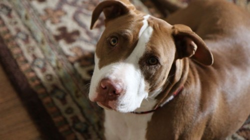 Marlowe Wheaton