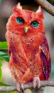 quadling owl