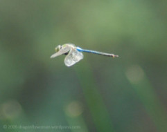 © 2009-2015 C. L. Goforth