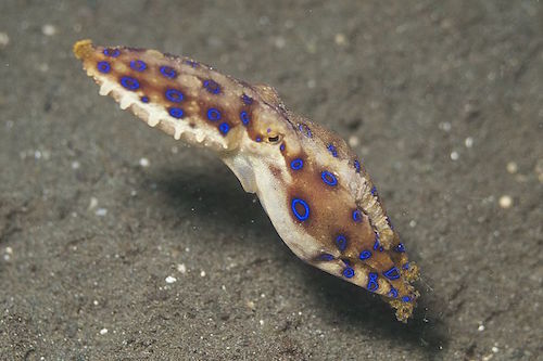 Blue-Ringed_Octopus_(14280614299).jpg