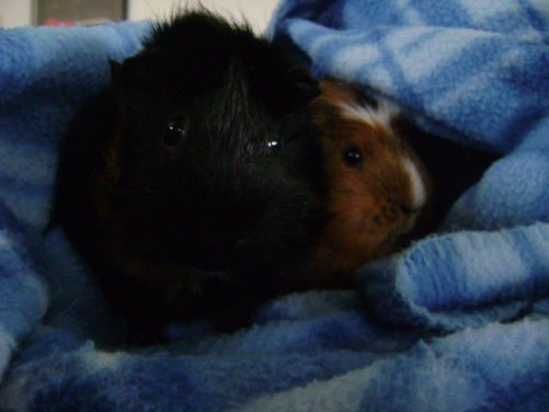Prime examples of Little Sisters of the Apocalypse Merricat and Peregrine. Their motorcycles are behind the fleece blankie. 