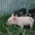 8 hours old.