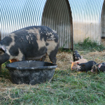 Two-weekers visiting the new arrivals.