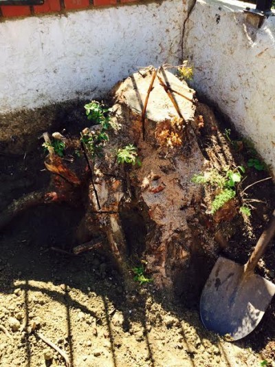 stumped