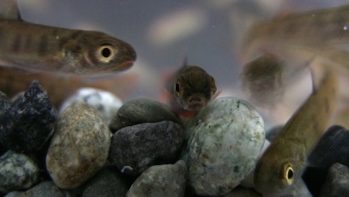 Salmon-hatchlings.jpg