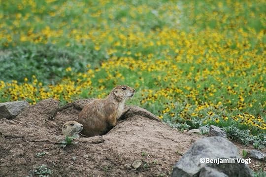 Prairie Dogs