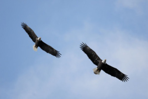Pair of Adult Bald Eagles (haliaeetus leucocephalus)