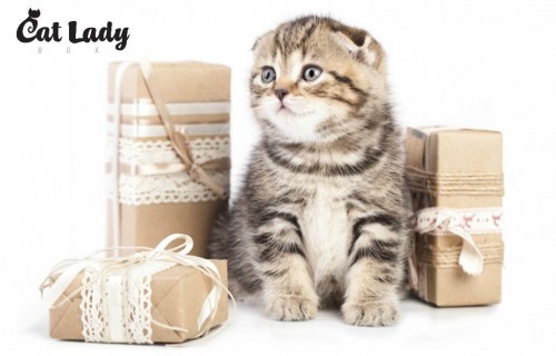 cat-lady-box