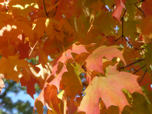Autumn Maple Leaves
