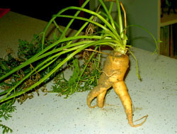 Southwester Triffid