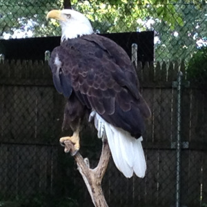 baldeagle2
